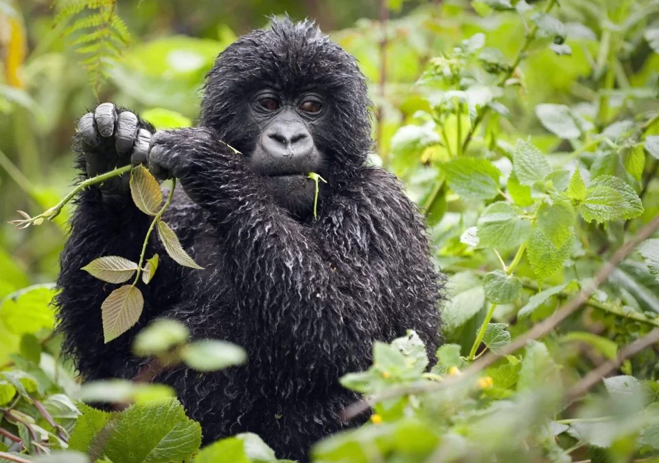 3-Days-Rwanda-Safari
